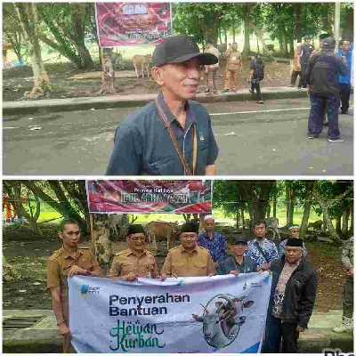 Sambut Idul Adha 1447 H, PT MSM Salurkan 17 Ekor Sapi Qurban di Minut, Bitung, dan Pemprov Sulut